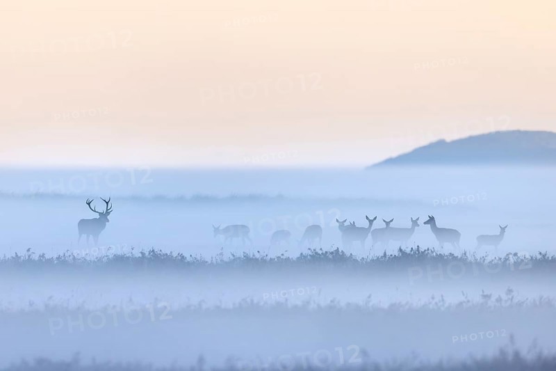 Red deer stag herding herd of hinds in morning mist along the Baltic Sea, Western Pomerania Lagoon Area NP, Mecklenburg-Western Pomerania, Germany