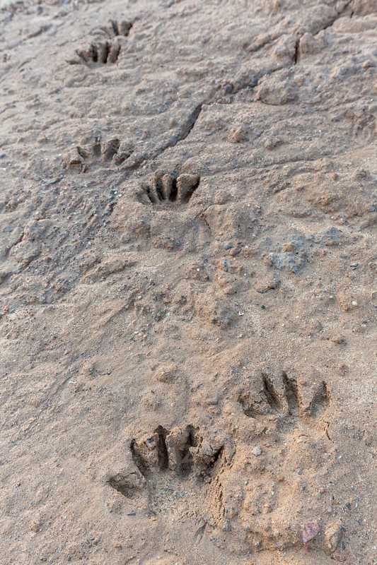 Common raccoon, North American racoon (Procyon lotor) close-up of footprints, tracks in wet sand, invasive species native to North America
