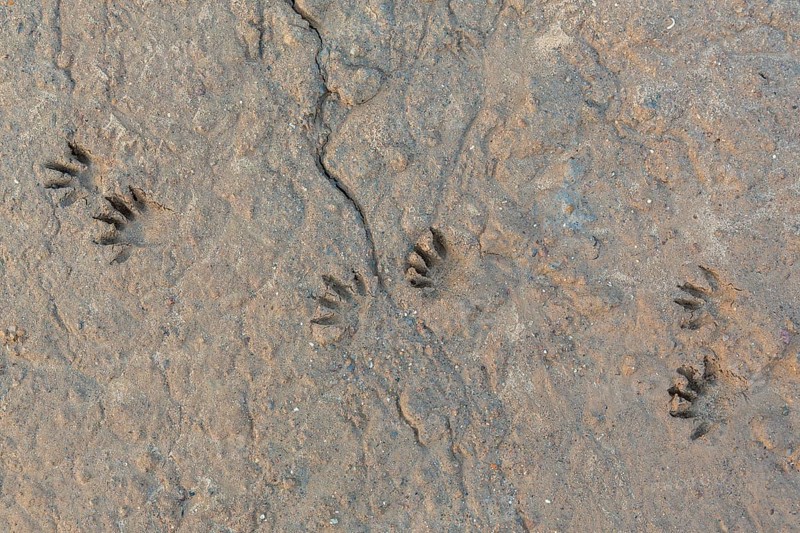 Common raccoon, North American racoon (Procyon lotor) close-up of footprints, tracks in wet sand, invasive species native to North America