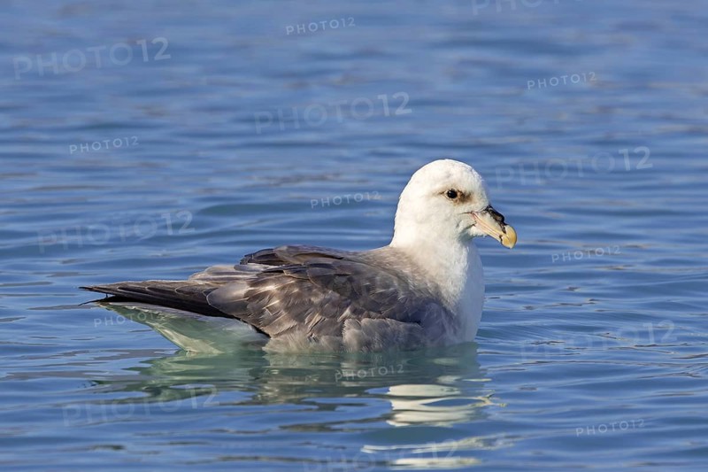 Northern fulmar (Fulmarus glacialis) light morph swimming in the Arctic Ocean along the Svalbard, Spitsbergen coast in summer