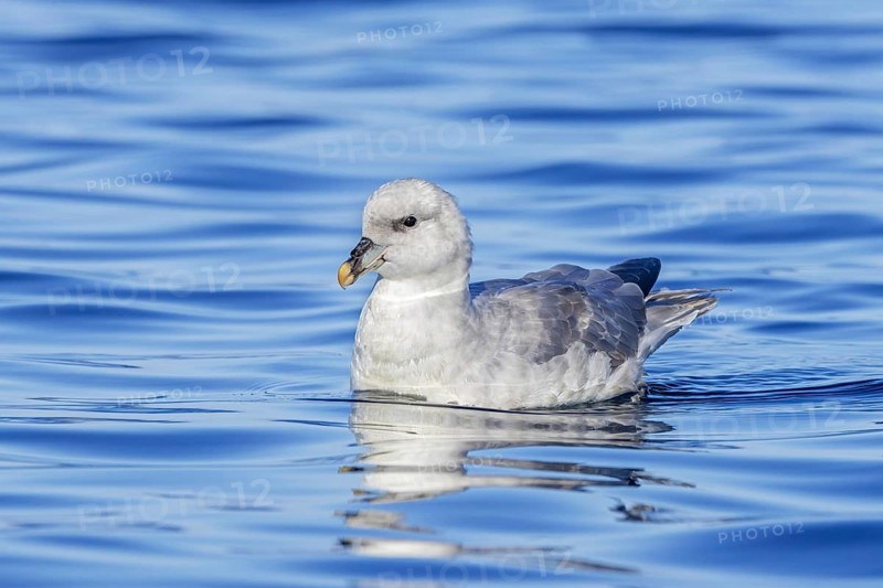 Northern fulmar (Fulmarus glacialis) light, intermediate morph swimming in the Arctic Ocean along the Svalbard, Spitsbergen coast in summer