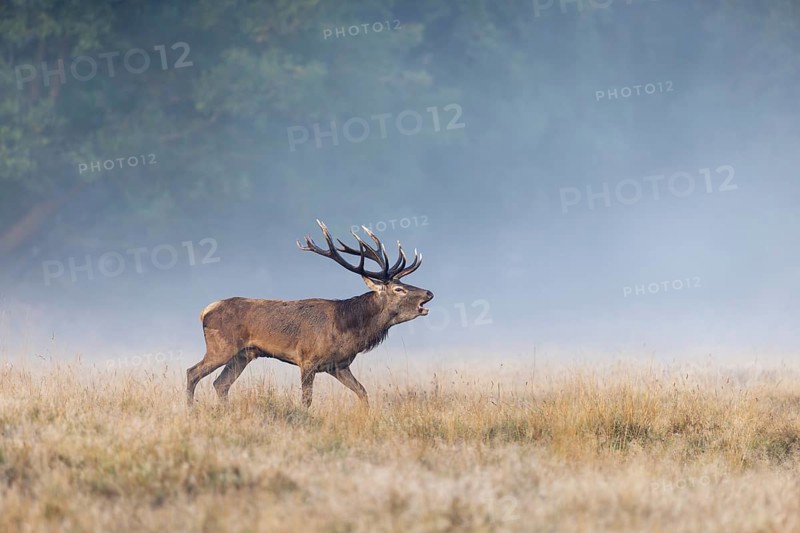 Red deer (Cervus elaphus) stag with big antlers bellowing in grassland at edge of forest in early morning mist at dawn during the rut in autumn