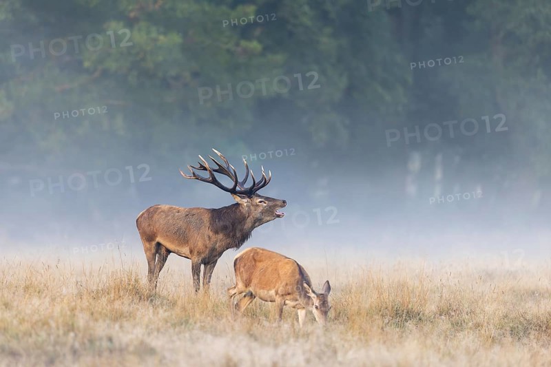 Hind and red deer (Cervus elaphus) stag with big antlers burling in grassland at edge of forest in early morning mist at dawn during the rut in autumn
