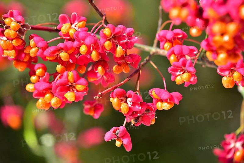 Common spindle bush (Euonymus europaeus), also European or common Pfaffenhütchen, Bavaria, Germany