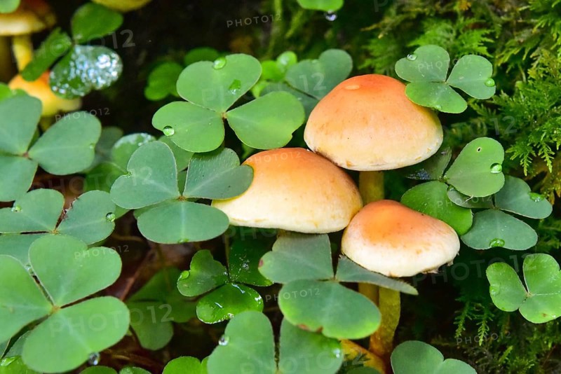 Brick red sulfur head (Hypholoma lateritium) between clover in the forest, Bavaria, Germany