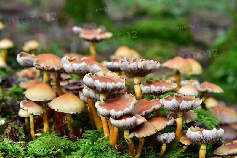 Brick red sulfur head (Hypholoma lateritium) on a tree stump in the forest, Bavaria, Germany