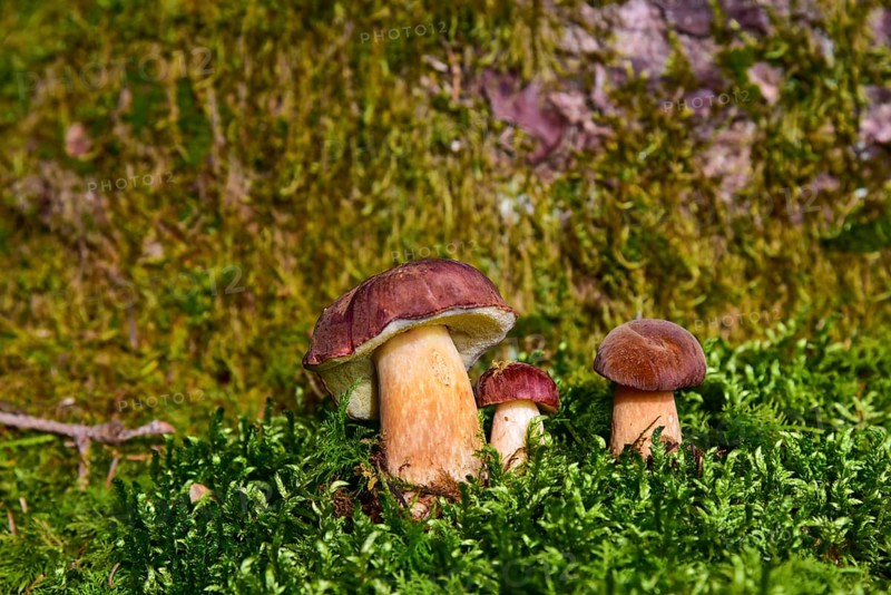 Chestnut bolete (Imleria badia) in various sizes in moss, Bavaria, Germany