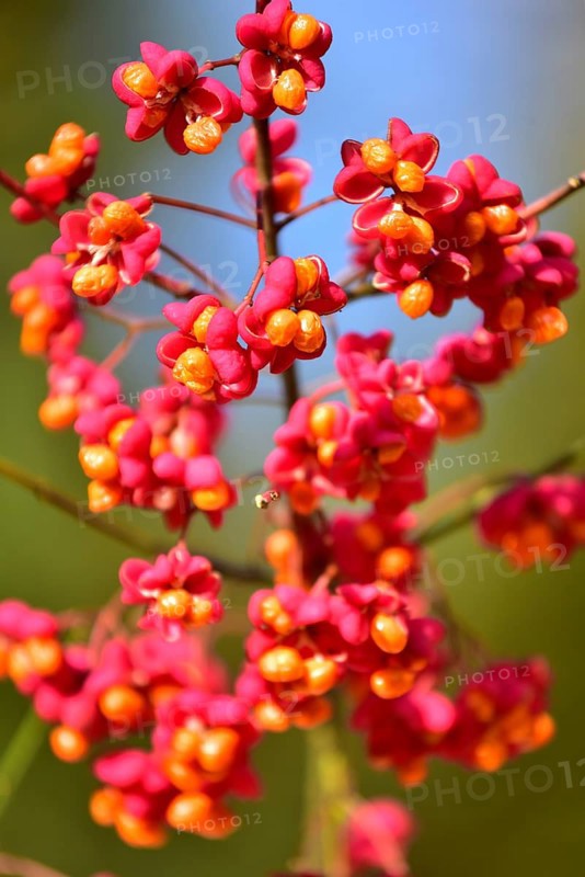 Common spindle bush (Euonymus europaeus), also European or common Pfaffenhütchen, Bavaria, Germany