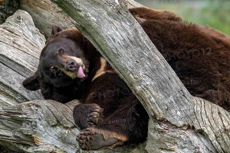 American black bear (Ursus americanus) brown color variation with white blaze on the chest resting in dead tree