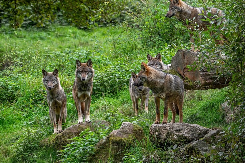 Wolf pack of six Eurasian wolves, European grey wolves (Canis lupus lupus) adults and 5 months old pups hunting in forest, woodland