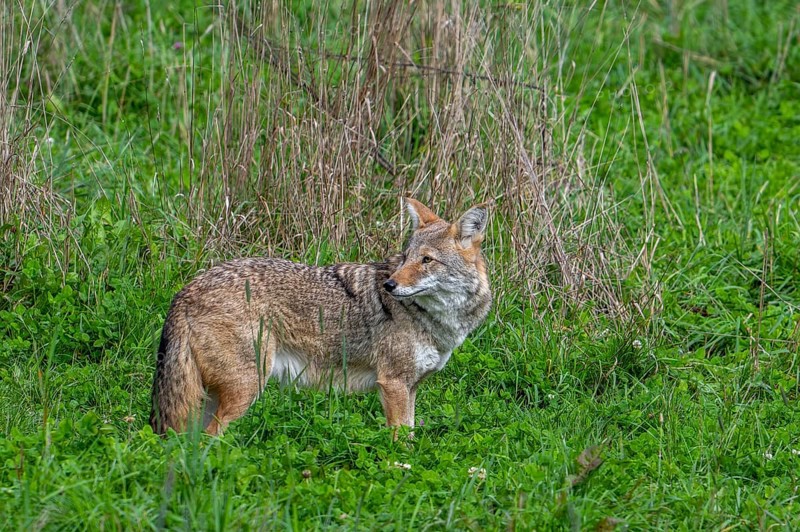 Coyote (Canis latrans) hunting in grassland, meadow, canine native to North America