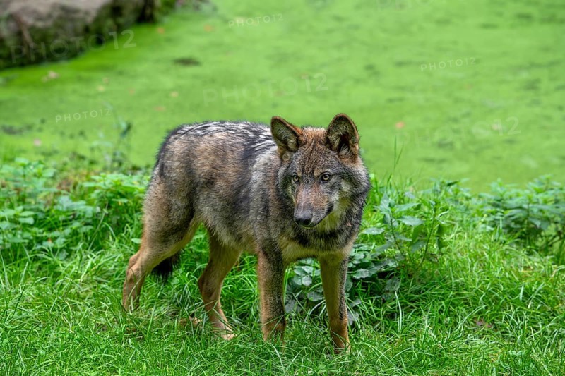 Eurasian wolf, European grey wolf (Canis lupus lupus) 5 months old pup standing on bank of pond covered in duckweed in forest, woodland in autumn