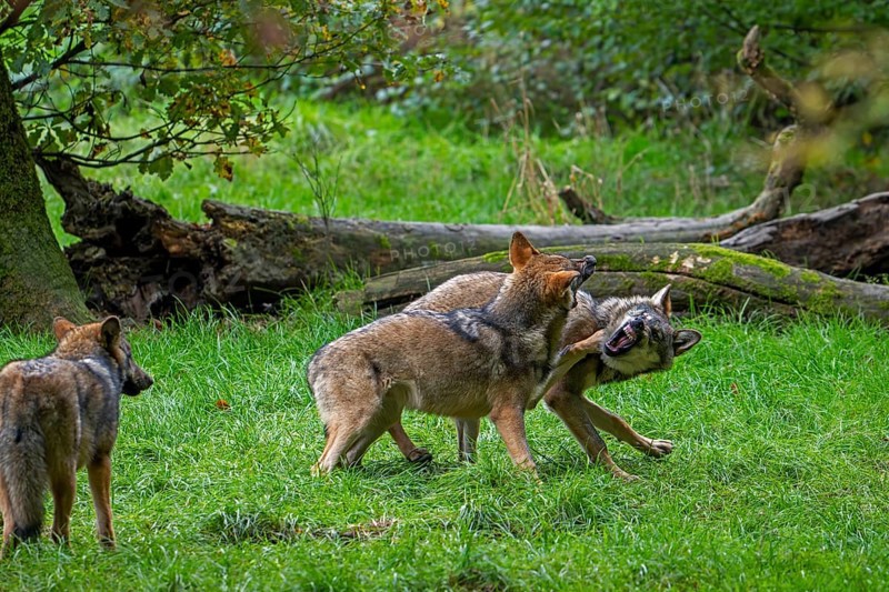 Two 5 months old pups play fighting at wolf pack of Eurasian wolves, European grey wolves (Canis lupus lupus) in forest, woodland in autumn