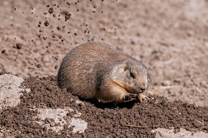 Black-tailed prairie dog (Cynomys ludovicianus) native to the Great Plains of North America, digging burrow