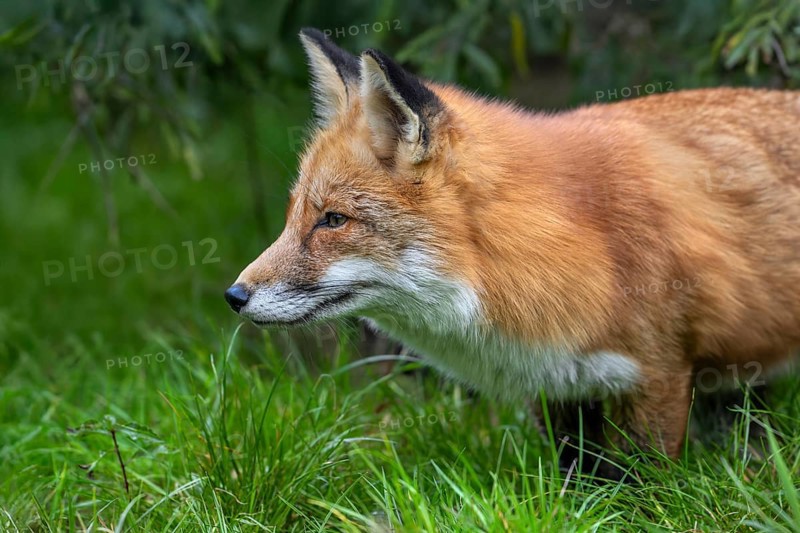 Hunting red fox (Vulpes vulpes) leaving thicket at edge of forest and stalking prey in meadow, grassland