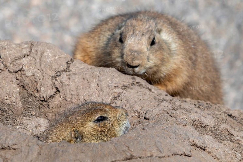 Black-tailed prairie dog (Cynomys ludovicianus) native to the Great Plains of North America, emerging from burrow entrance