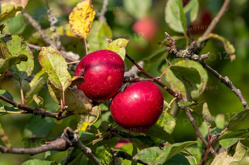 Two ripe red apples hanging from branch in apple tree (Malus domestica) in autumn, fall