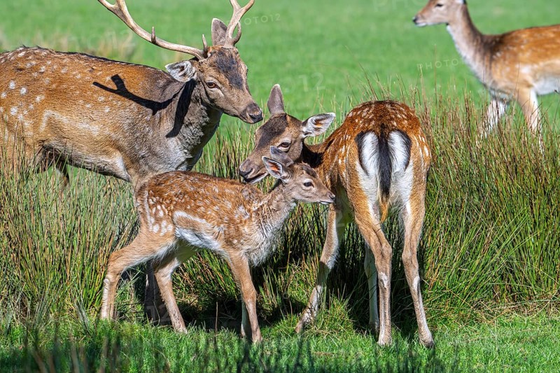 European fallow deer (Dama dama) fawn with buck and does in grassland in autumn, fall