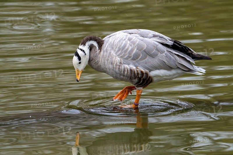Bar-headed goose (Anser indicus) foraging in shallow water of pond, exotic species native to Central Asia