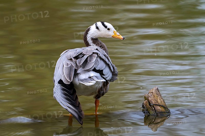 Bar-headed goose (Anser indicus) standing in shallow water of pond, exotic species native to Central Asia