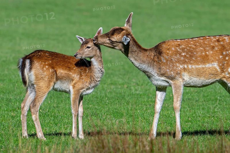 European fallow deer (Dama dama) doe, female licking fawn's head in grassland in autumn