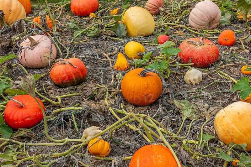 Cucurbita fruits also known as squash, pumpkins or gourds in vegetable garden in autumn, fall