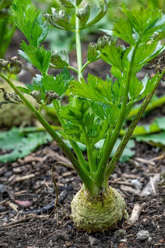 Celeriac, celery root, knob celery, turnip-rooted celery (Apium graveolens var. rapaceum) in vegetable garden in autumn, fall