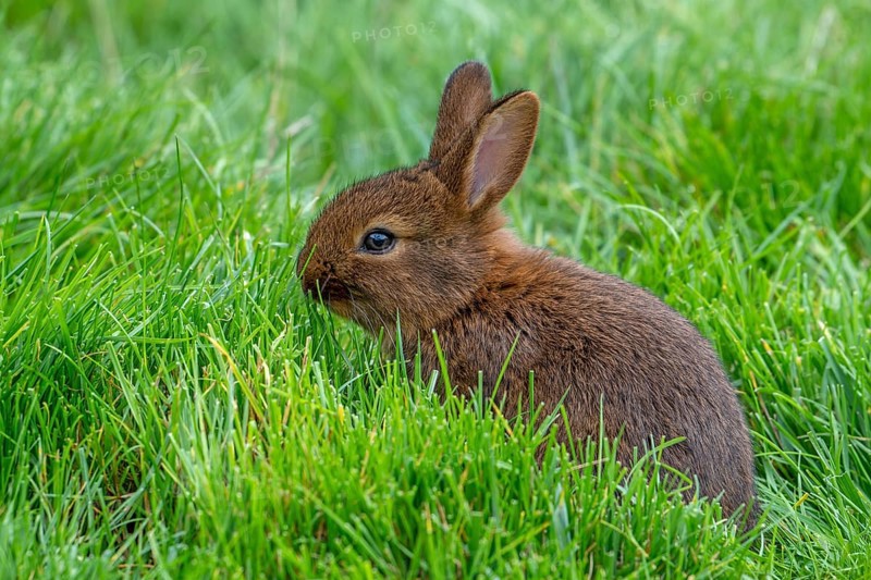 Young Brown Chestnut of Lorraine, Brun Marron de Lorraine, French breed of domestic rabbit from the Lorraine region in France