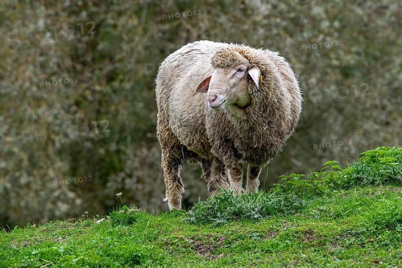 Est à Laine Merinos, German and French white Merino sheep breed from the Alsace Lorraine region of France