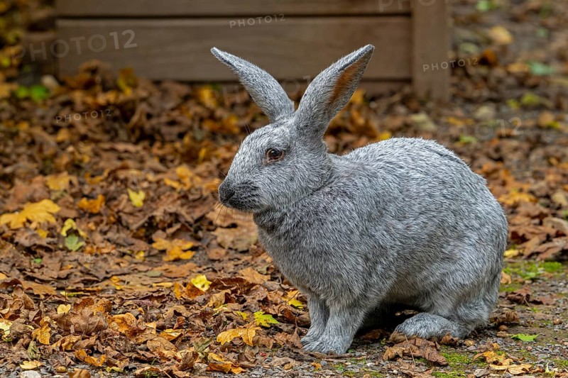 Argenté de Champagne, Argenté rabbit, one of the oldest French domestic rabbit breeds