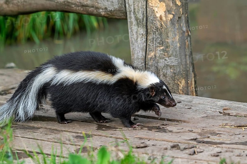 Striped skunk (Mephitis mephitis) walking over wooden footbridge, omnivore native to southern Canada, the United States and northern Mexico
