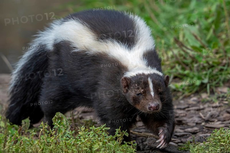 Striped skunk (Mephitis mephitis) omnivore native to southern Canada, the United States and northern Mexico