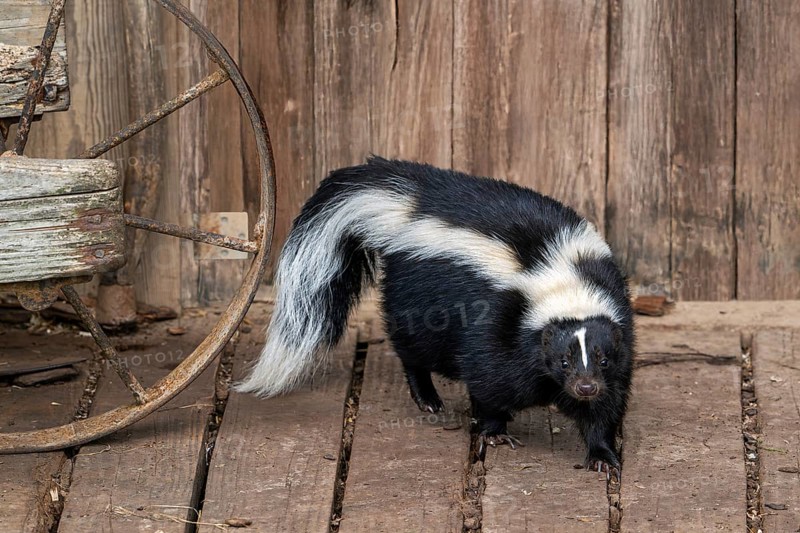 Striped skunk (Mephitis mephitis) foraging in wooden farm shed, omnivore native to southern Canada, the United States and northern Mexico