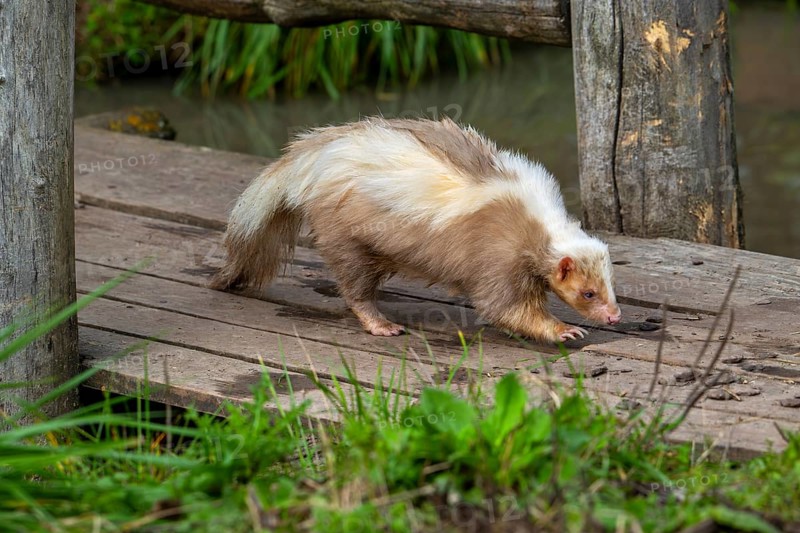 Striped skunk (Mephitis mephitis) brown, cream-colored mutation walking over wooden footbridge, native to southern Canada, USA and northern Mexico