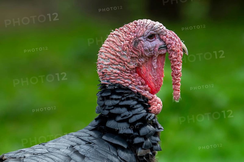 Close-up of head of black domestic turkey showing snood, caruncles and wattle, dewlap
