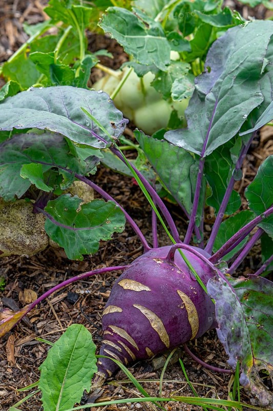 Kohlrabi, German turnip, turnip cabbage (Brassica oleracea var. gongylodes) in vegetable garden in autumn, fall