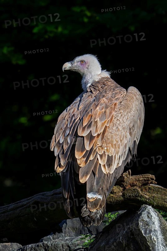 Griffon vulture, Eurasian griffon (Gyps fulvus) scavenger bird native to southern Europe, North Africa and Asia