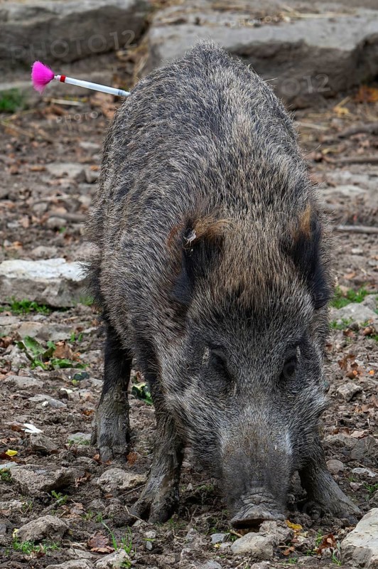 Tranquillizer dart, tipped with hypodermic needle and filled with a sedative or vaccine used to sedate or vaccinate wild boar by veterinarian