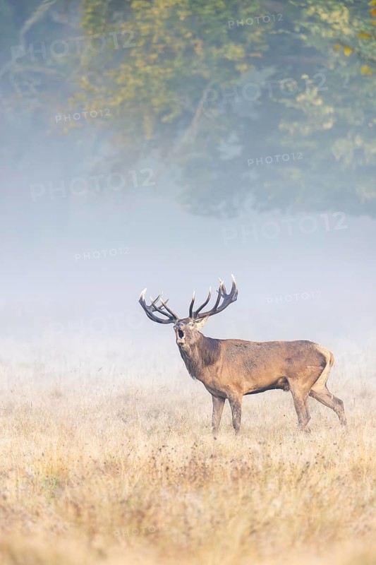 Red deer (Cervus elaphus) stag with big antlers bellowing in grassland at edge of forest in early morning mist at dawn during the rut in autumn, fall