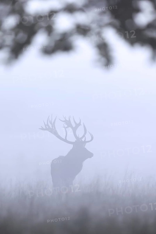 Silhouette of rutting red deer (Cervus elaphus) stag with big antlers in meadow at forest edge in thick early morning mist during the rut in autumn