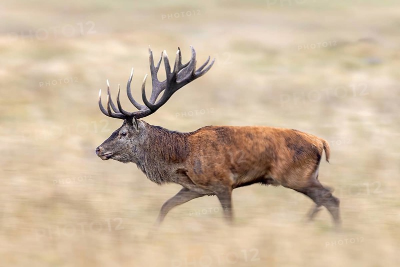 Motion blurred rutting red deer (Cervus elaphus) stag with big antlers running through grassland, meadow during the rut in autumn, fall