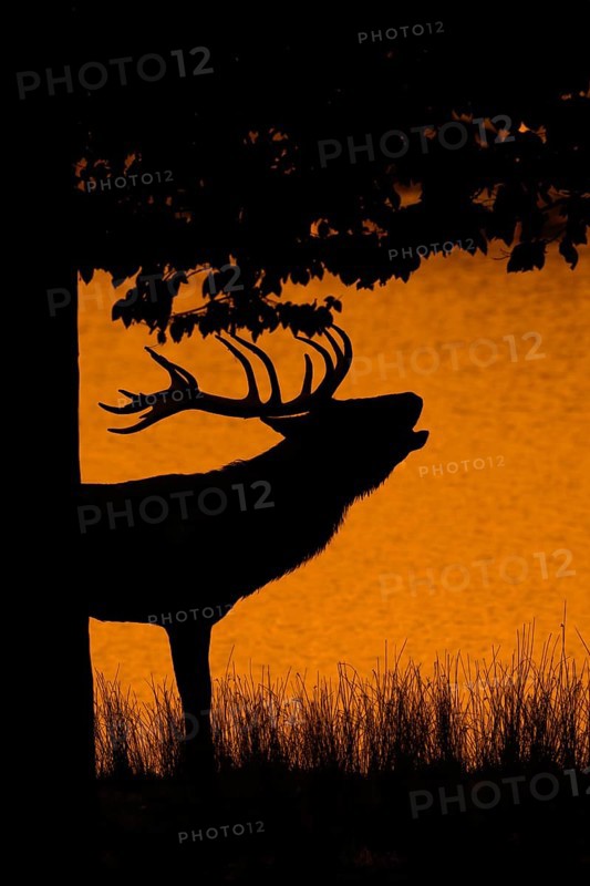 Silhouette of rutting red deer (Cervus elaphus) stag with big antlers roaring on lake bank at edge of forest at sunset during the rut in autumn. Digitally colourised