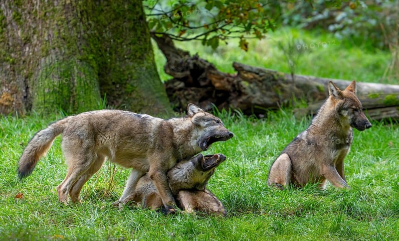 Wolf pack of Eurasian wolves, European grey wolves (Canis lupus lupus) with 5 months old pups play fighting in forest, woodland in autumn
