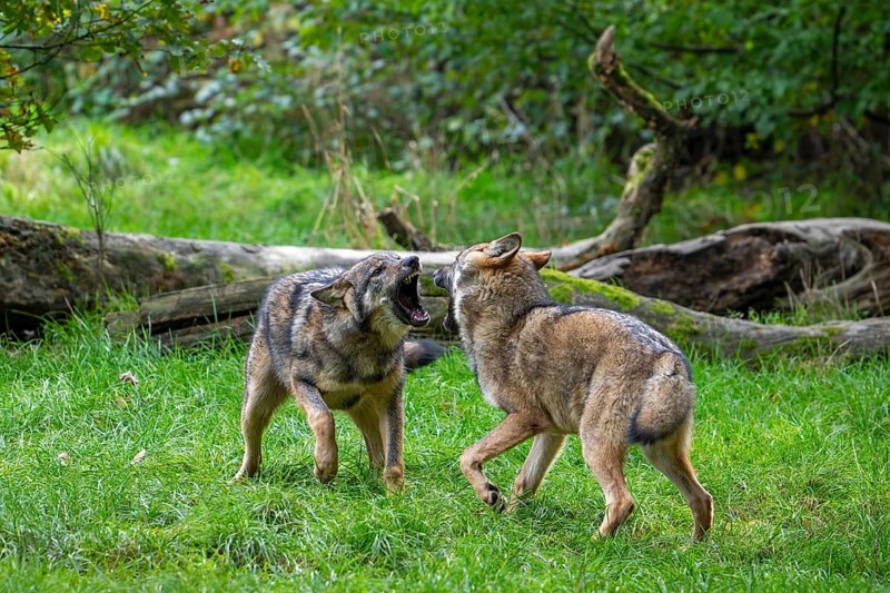 Two 5 months old pups play fighting at wolf pack of Eurasian wolves, European grey wolves (Canis lupus lupus) in forest, woodland in autumn