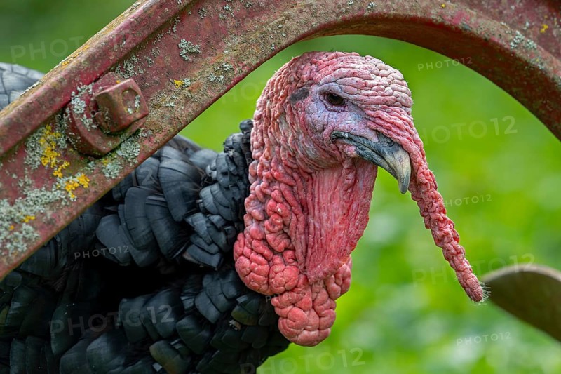 Close-up of head of black domestic turkey showing snood, caruncles and wattle, dewlap