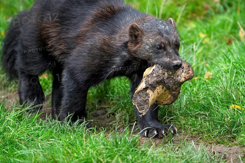 Scavenging wolverine, glutton, carcajou (Gulo gulo) walking away with huge animal bone, native to Scandinavia, Russia, Siberia, Canada and Alaska