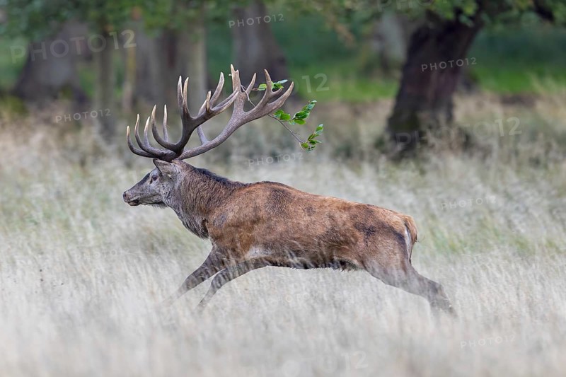 Rutting red deer (Cervus elaphus) stag with big antlers running through grassland, field at edge of forest during the rut in autumn, fall