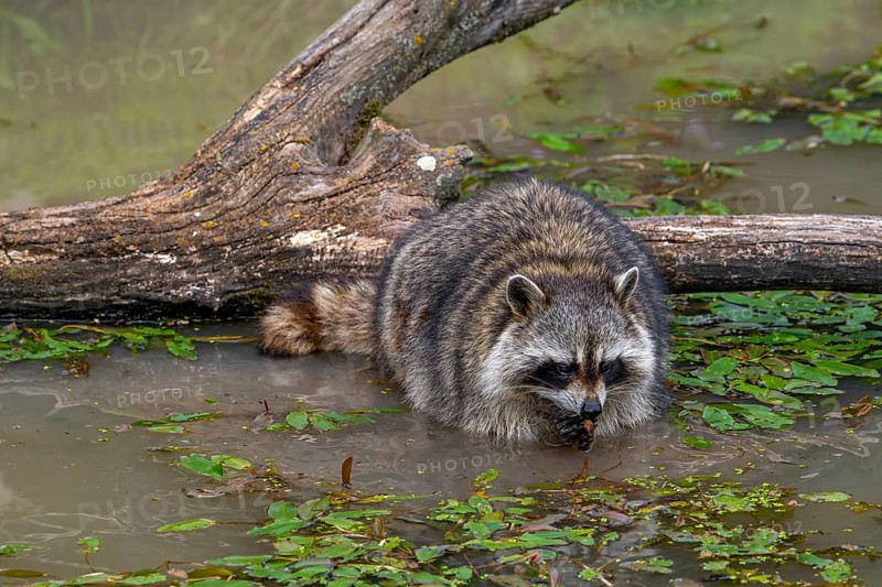 Common raccoon, North American racoon (Procyon lotor) washing food in water of pond, invasive species native to North America