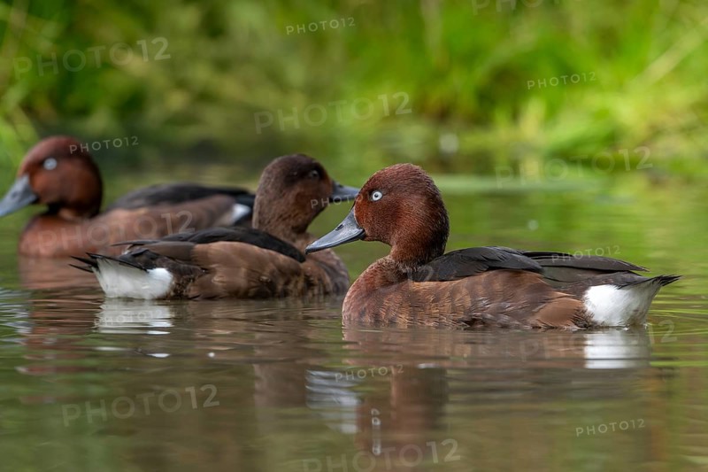 Ferruginous ducks, ferruginous pochard, common white-eye (Aythya nyroca), female and two males in eclipse plumage swimming in pond in autumn