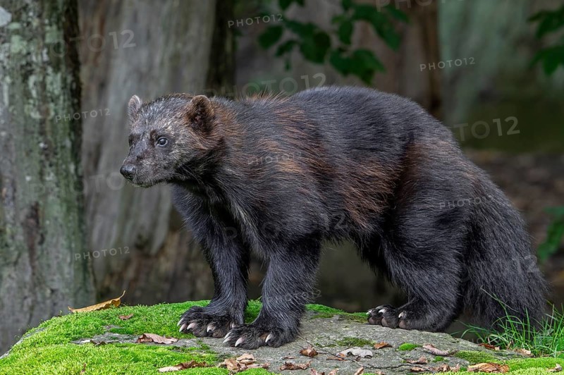 Wolverine, glutton, carcajou (Gulo gulo) showing its big paws with crampon-like claws in forest, native to Scandinavia, Siberia, Canada and Alaska